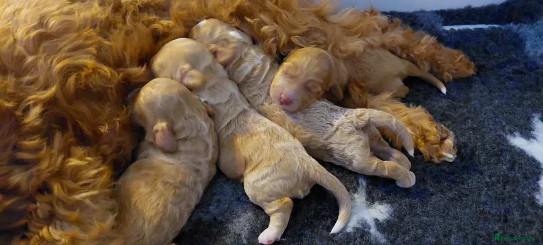 Australian Labradoodle dogs for sale: Australian Labradoodle - Advert 8