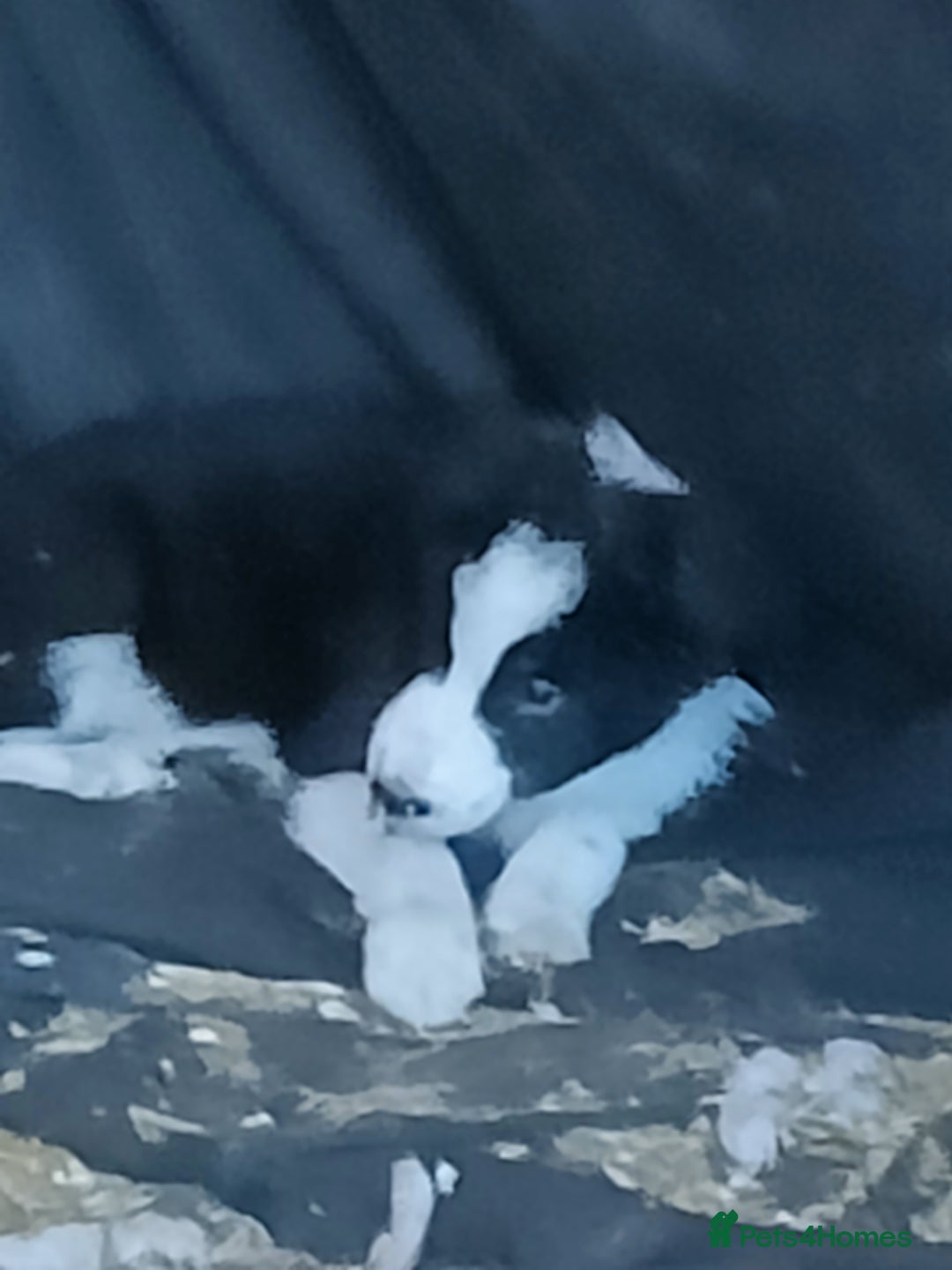 Border Collie dogs for sale: Border collie pups  - Advert 7