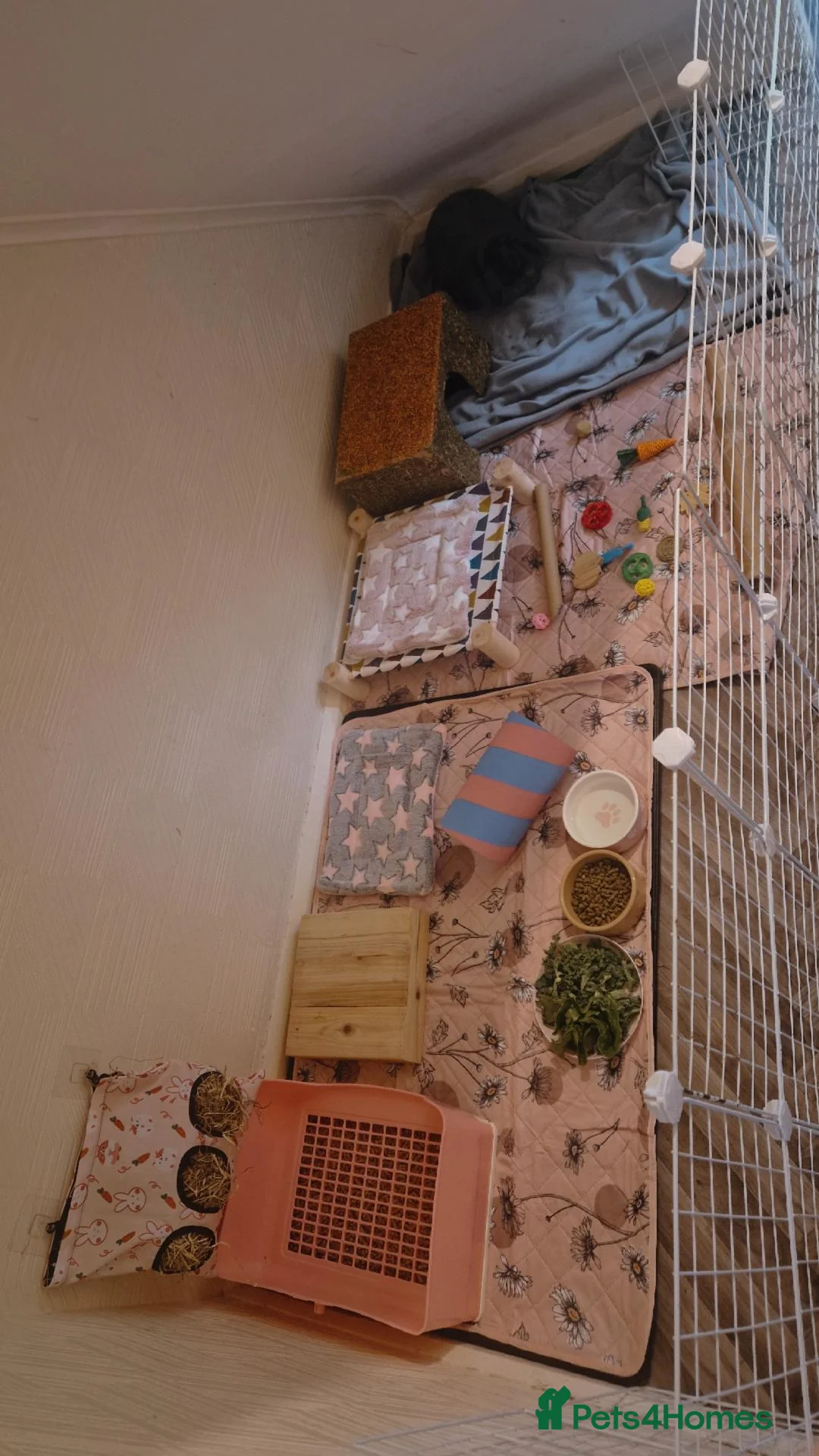 Mini Lop rabbits for sale: Beautiful mini lop female  in Tamworth - Advert 2