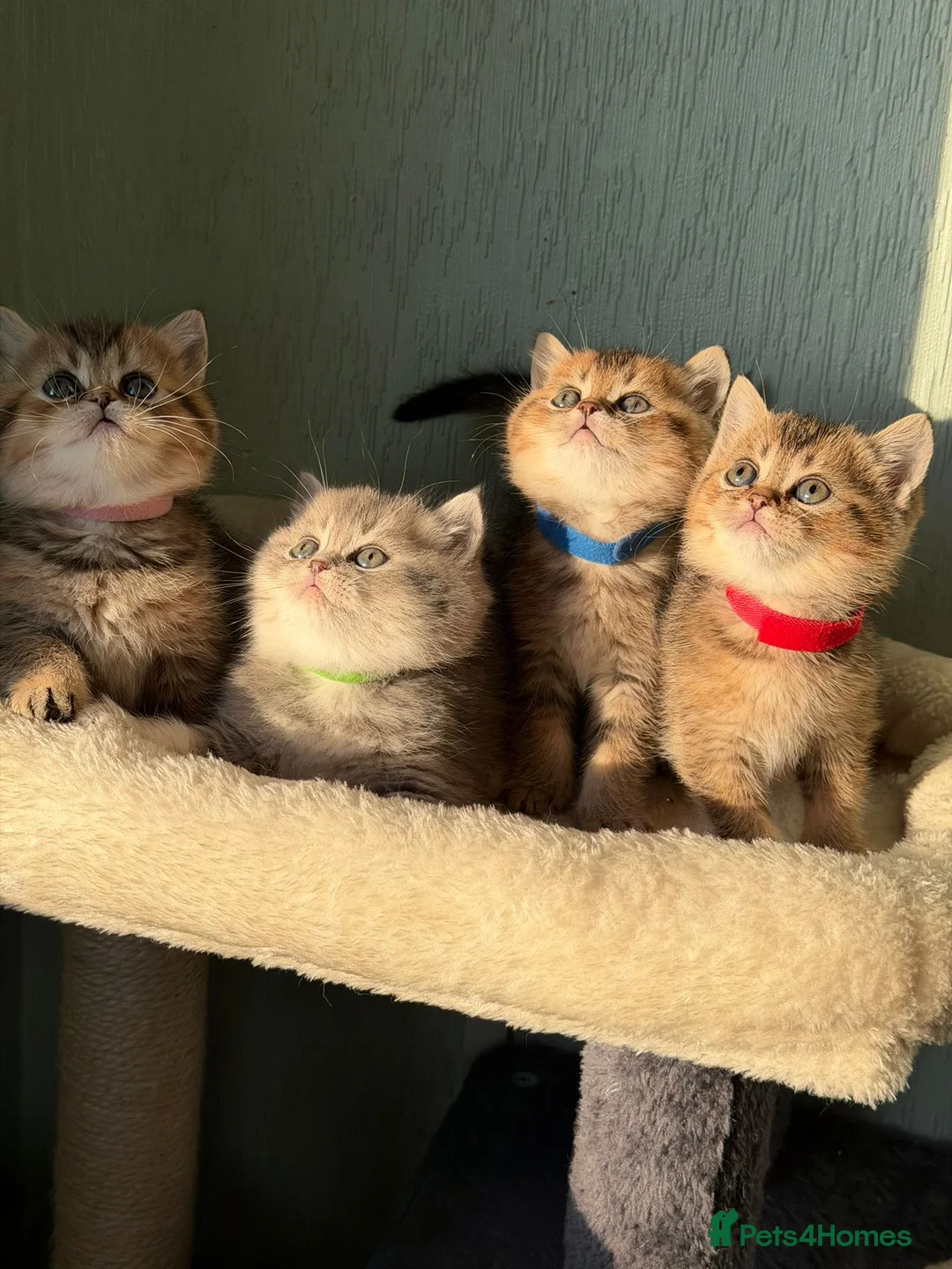 British Shorthair cats for sale: ⭐️1 LEFT Stunning BSH kittens GCCF registered ⭐️ - Advert 14