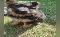 German Shepherd dogs for sale: beautiful long haired working german shepards - Image 3