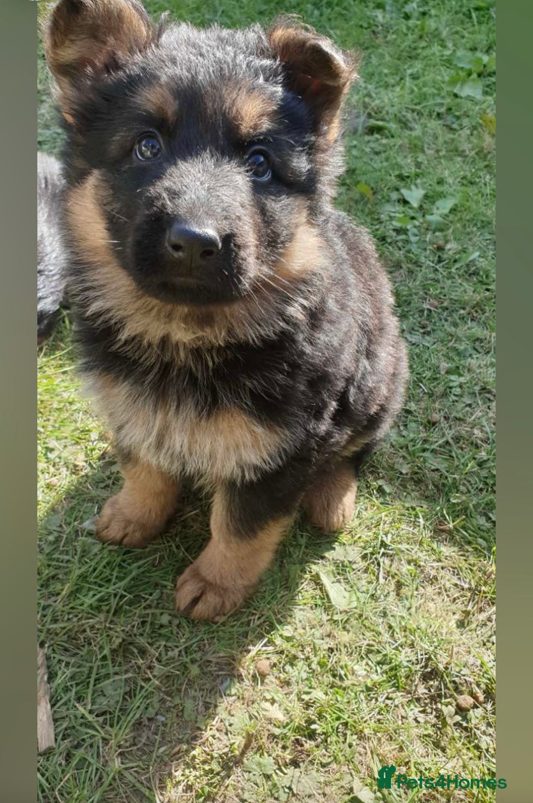 German Shepherd dogs for sale: beautiful long haired working german shepards - Image 3