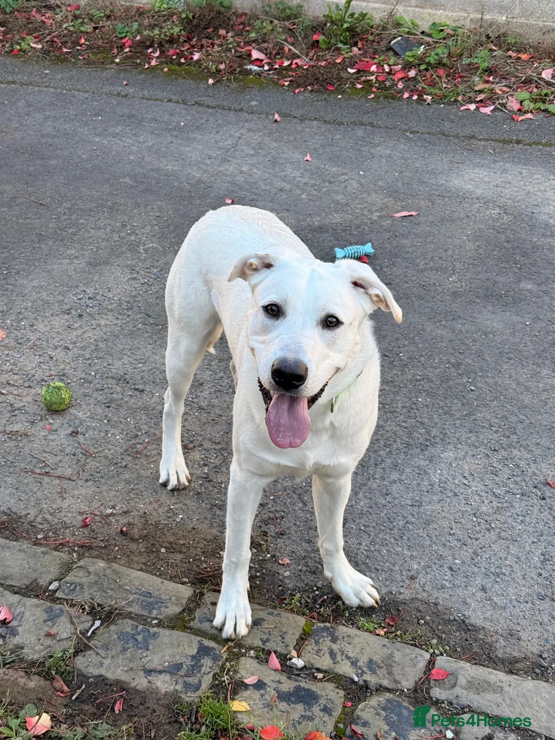 Mixed Breed dogs for sale: Labrador cross staffy in Blackpool - Advert 1