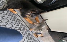 German Shepherd dogs for sale: Female German shepherd puppy - Image 3