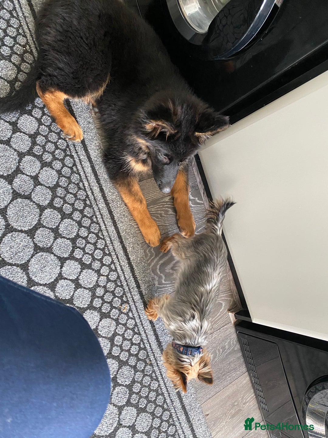 German Shepherd dogs for sale: Female German shepherd puppy - Image 3