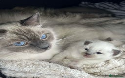Ragdoll cats for sale: Ragdoll Bluepoint kittens  - Image 3