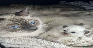 Ragdoll cats - Advert 4