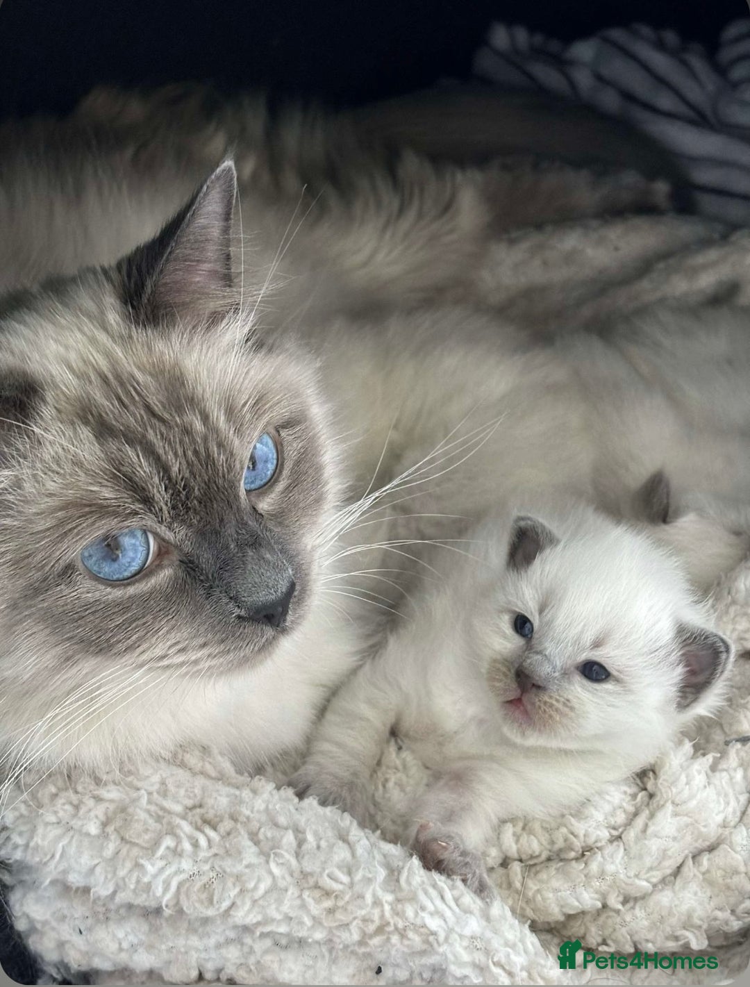 Ragdoll cats for sale: Ragdoll Bluepoint kittens  - Image 3
