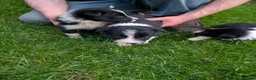 Border Collie dogs for sale: Beautiful isds registered puppies  - Advert 8