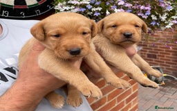 Labrador Retriever dogs for sale: Health Tested Working Labradors  - Image 11