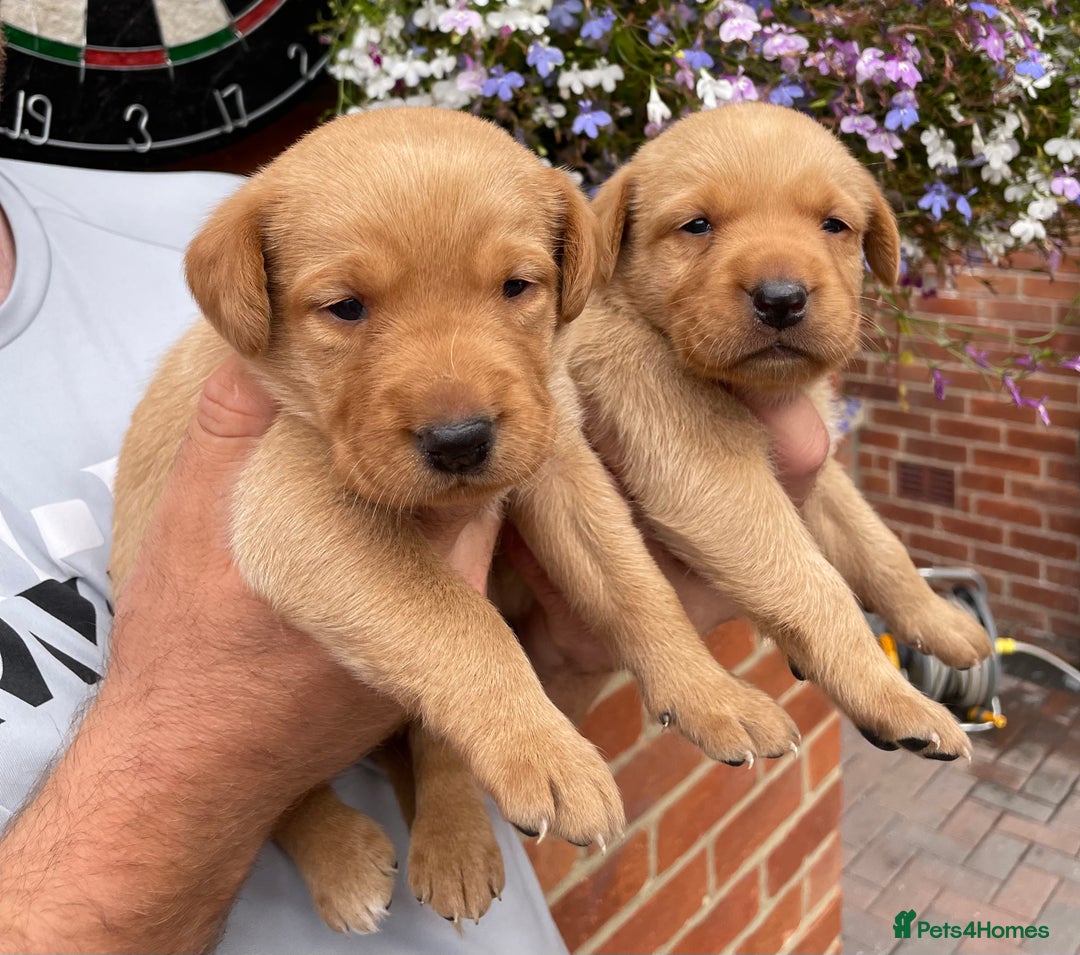Labrador Retriever dogs for sale: Health Tested Working Labradors  - Image 11