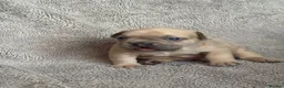 French Bulldog dogs for sale: French Bulldog PuppiesReady for Their Forever home - Advert 40
