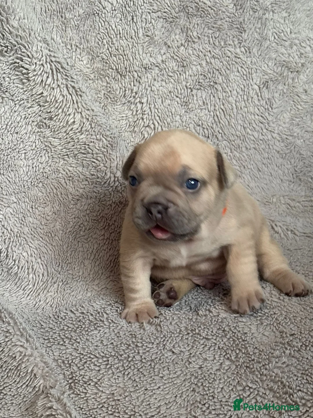 French Bulldog dogs for sale: French Bulldog PuppiesReady for Their Forever home - Advert 40