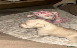 Miniature Schnauzer dogs for sale: RARE GORGEOUS WHITE MINIATURE SCHNAUZER - Image 5