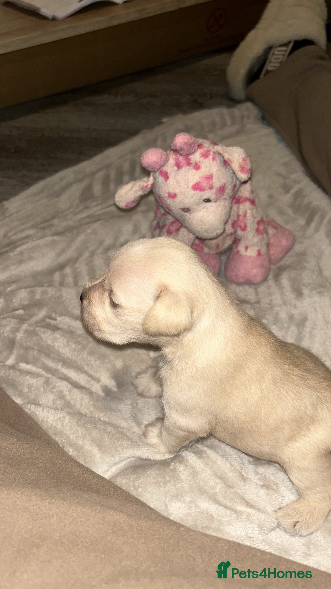 Miniature Schnauzer dogs for sale: RARE GORGEOUS WHITE MINIATURE SCHNAUZER - Image 5