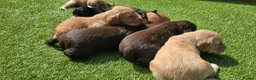 Cocker Spaniel dogs for sale: Mr Grant Duffy - Advert 6