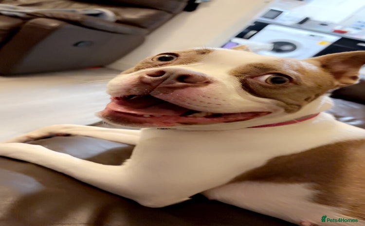 Mixed Breed dogs 21-Month Female Staff x Boston seeking active home - Advert 1