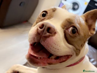 Mixed Breed dogs for sale: 21-Month Female Staff x Boston seeking active home - Advert 1