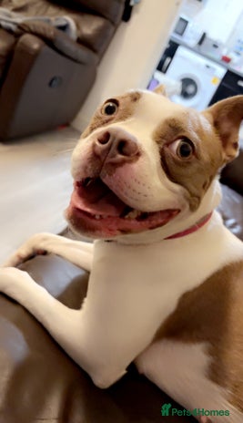 Mixed Breed dogs 21-Month Female Staff x Boston seeking active home - Advert 1