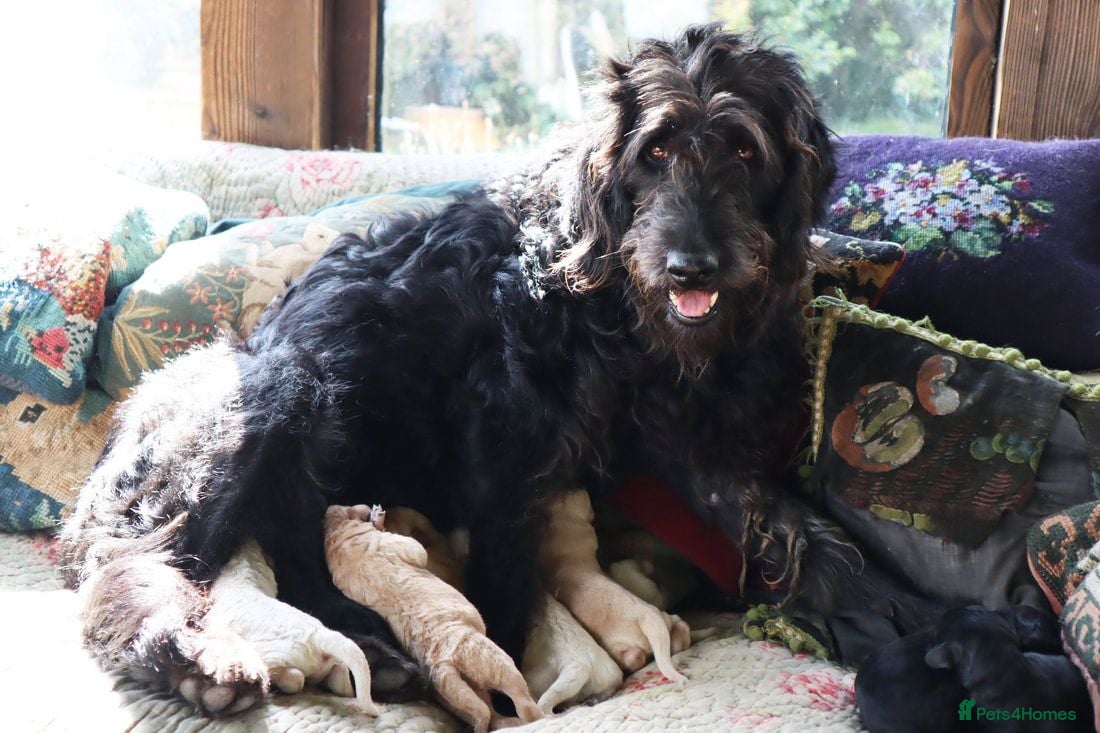 Labradoodle dogs Beautiful Third-Generation Labradoodle Puppie - Advert 1
