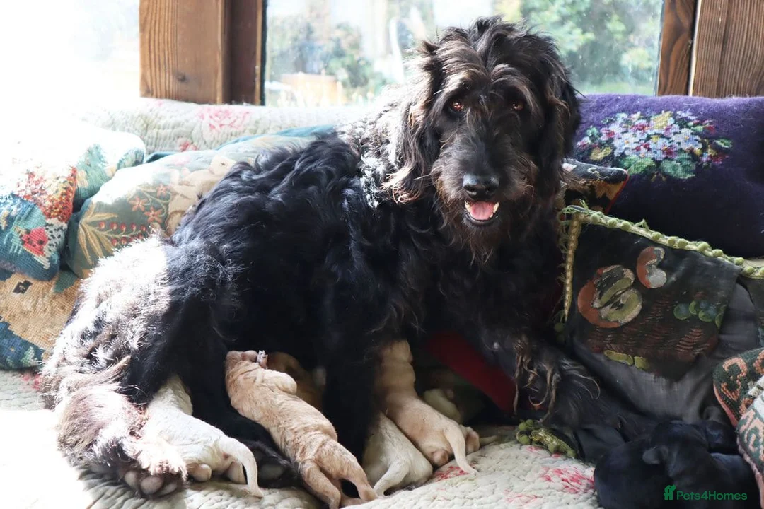 Labradoodle dogs for sale: Beautiful Third-Generation Labradoodle Puppie - Advert 1