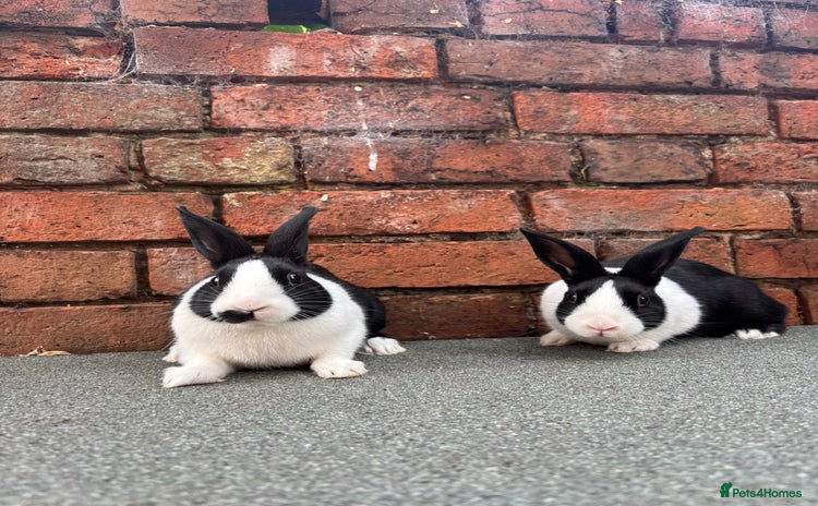 Dutch rabbits - Advert 1