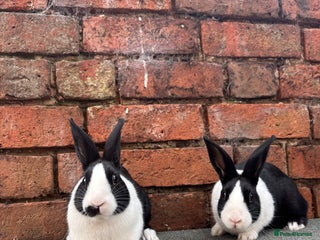 Dutch rabbits - Advert 14