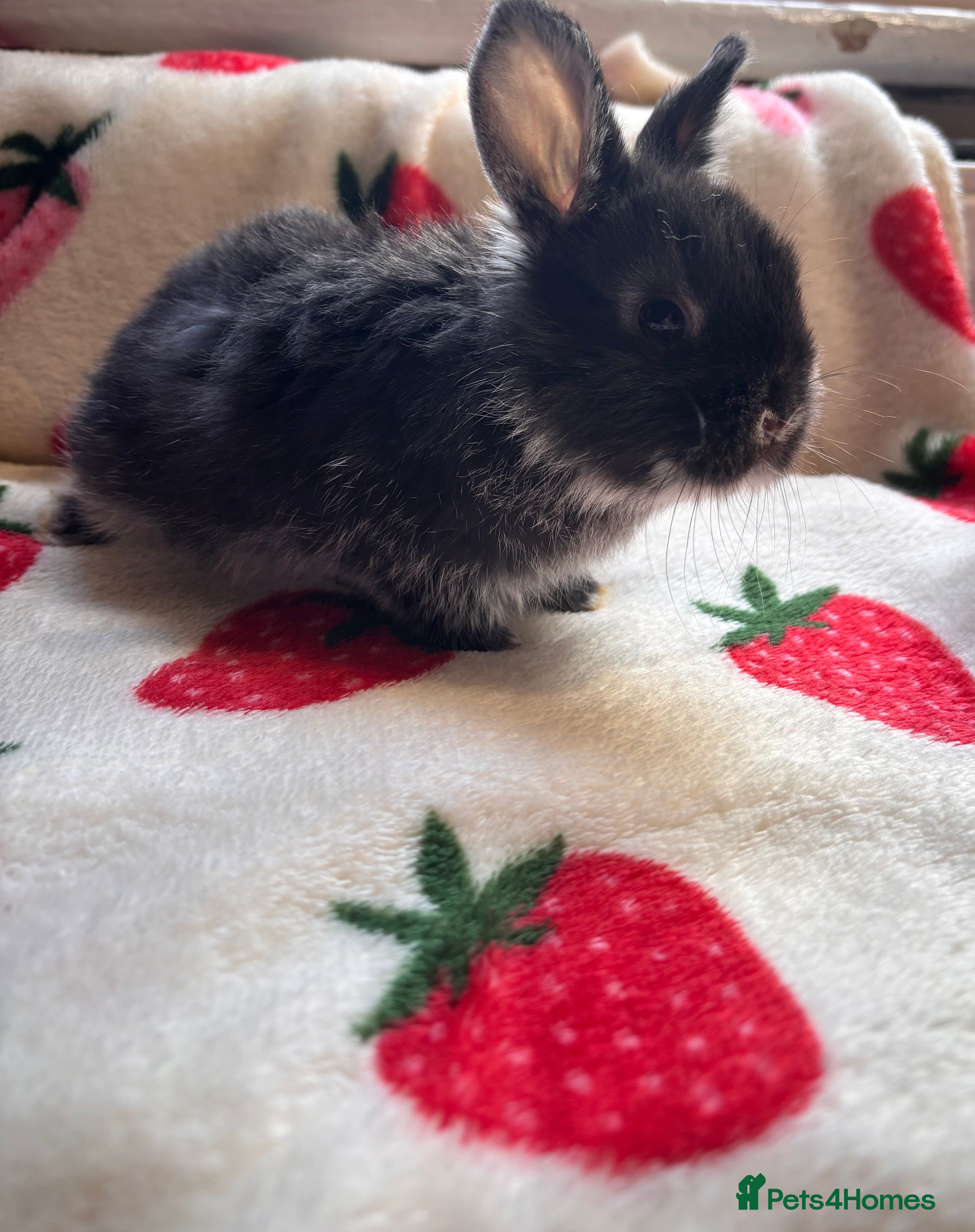 Mixed Breed rabbits  Girl Sallander x Holland lop  - Advert 6
