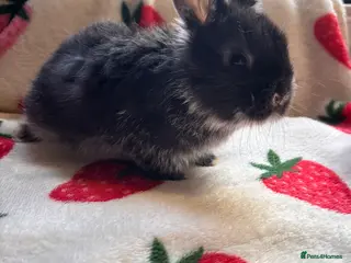 Mixed Breed rabbits Girl Sallander x Holland lop - Advert 6