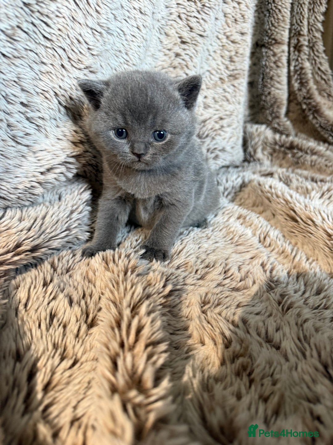 British Shorthair cats for sale: Beautiful GCCF British Shorthair Kittens - Advert 8