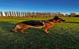 German Shepherd dogs for sale: KC German Shepherd puppies - Image 2