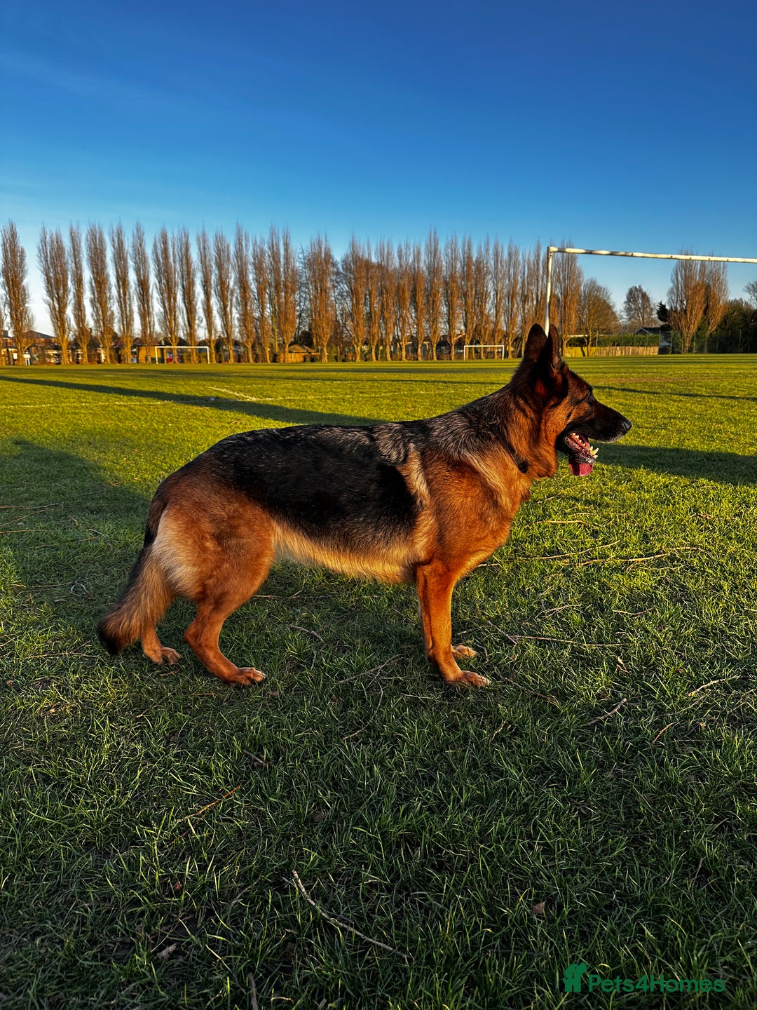 German Shepherd dogs for sale: KC German Shepherd puppies - Image 2
