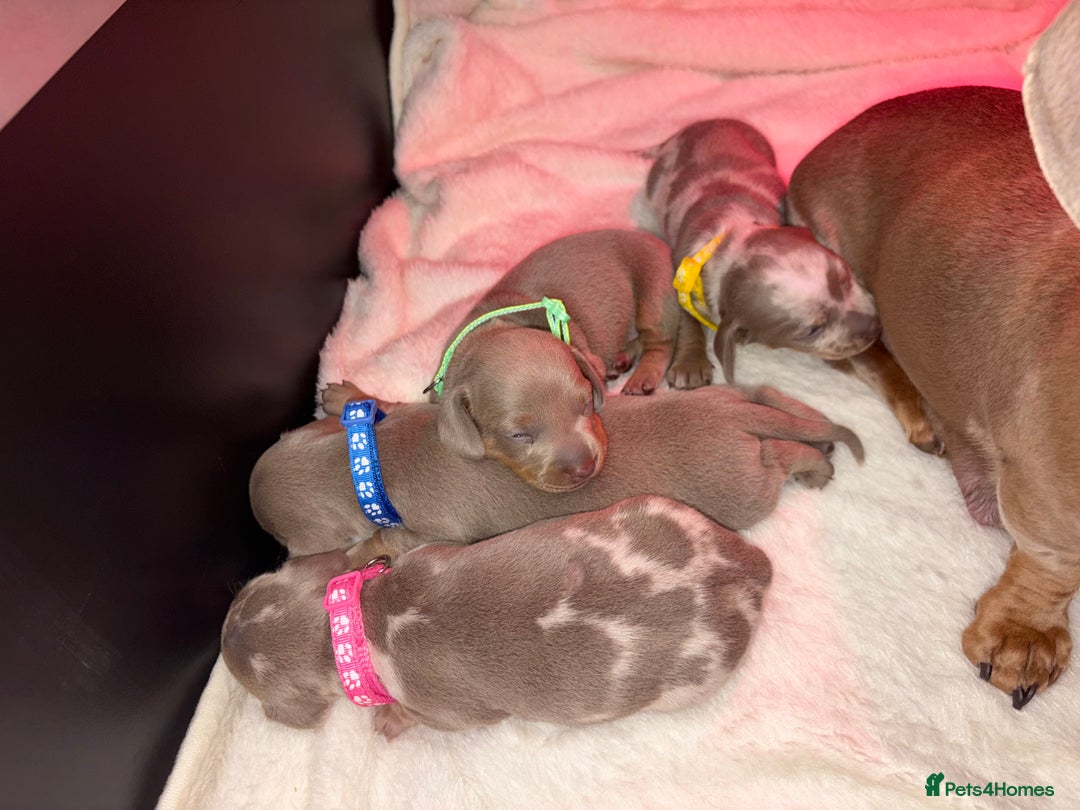 Miniature Dachshund dogs for sale: 4 Beautiful isabella Tan&Dapple mini dachshunds - Advert 3