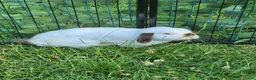 Mini Lop rabbits for sale: mini lop babies for sale - Advert 2