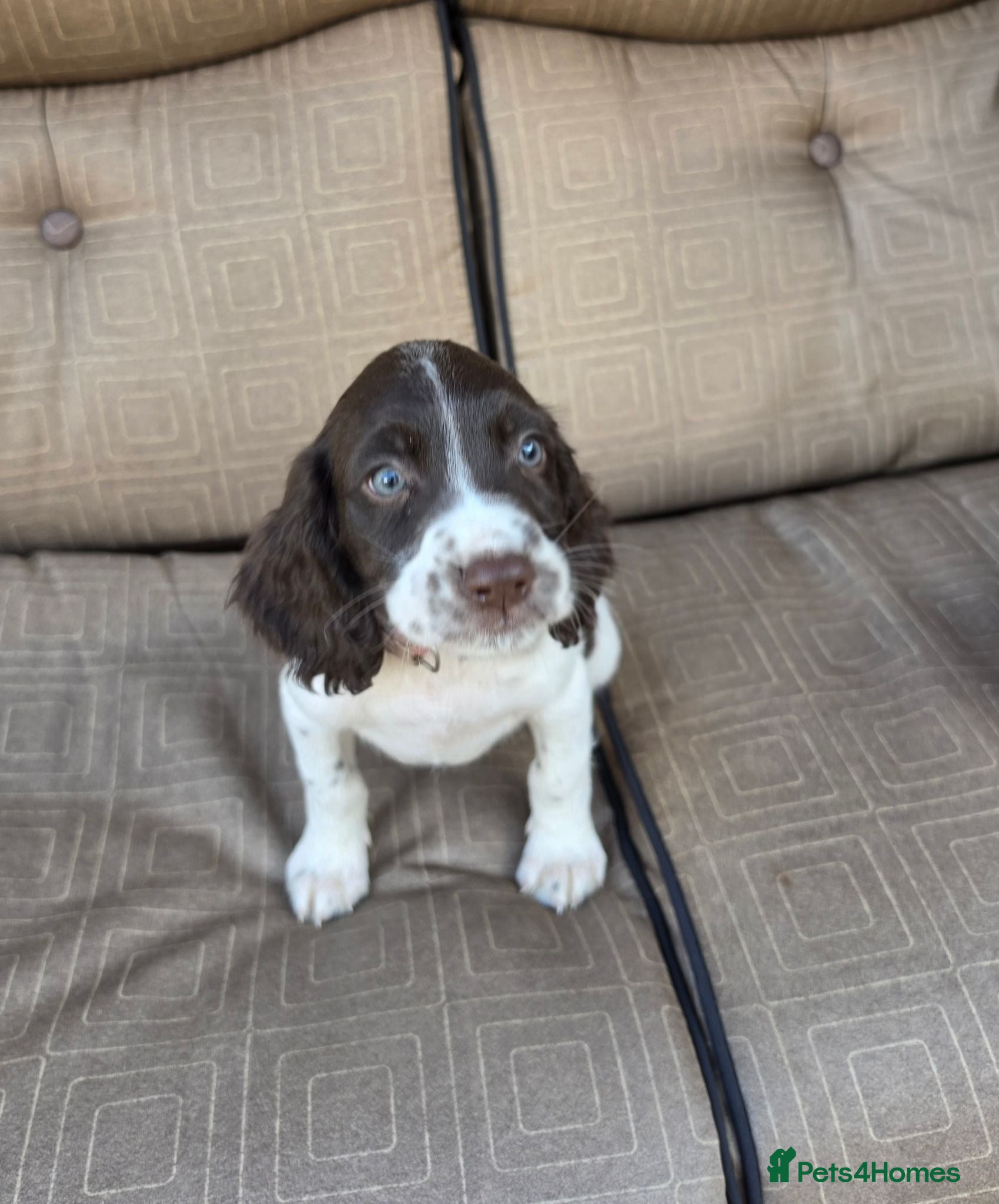 English Springer Spaniel dogs English Springer spaniel puppy's for sale  - Advert 18