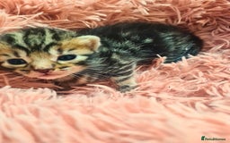 Maine Coon cats for sale: Maine coon x kittens for sale - Image 8