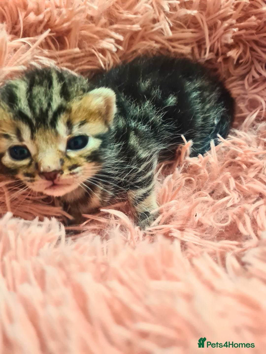 Maine Coon cats for sale: Maine coon x kittens for sale - Image 8