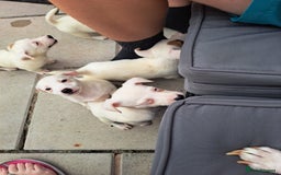 Jack Russell dogs for sale: Jolly Joyful Jack Russells  - Image 5