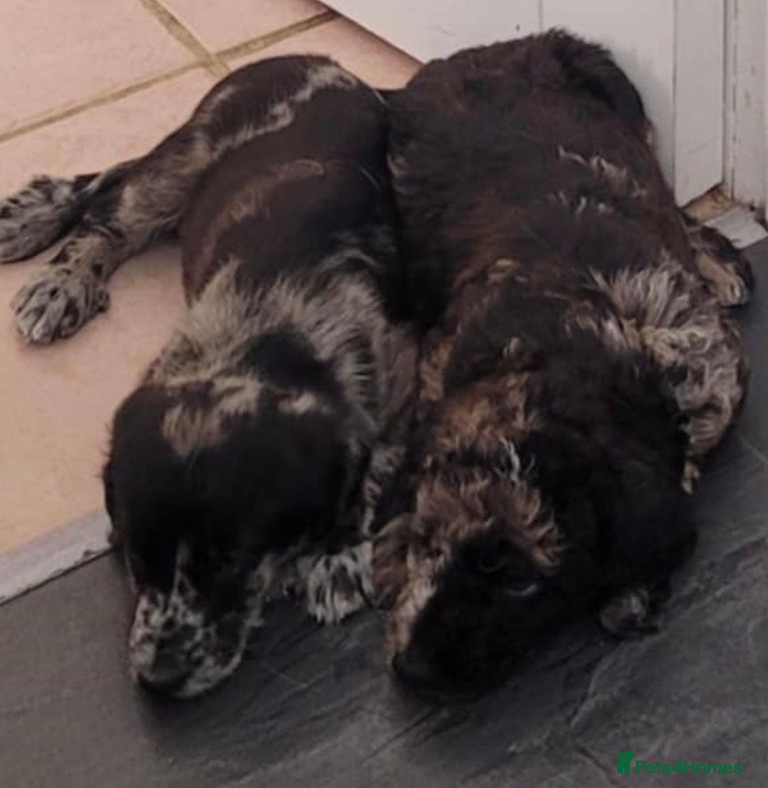Mixed Breed dogs for sale: Beautiful Unique colours and markings - Image 8