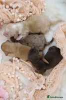 Miniature Dachshund dogs KC Longhair Miniature Dachshund Puppies - Advert 4