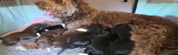 Mixed Breed dogs for sale: Bordoodle X Springer Spaniel puppies  - Advert 38