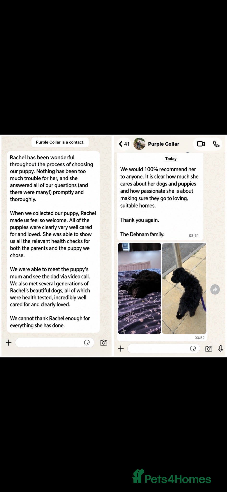 Labradoodle dogs Adorable health tested f1bb standard labradoodles  - Advert 2