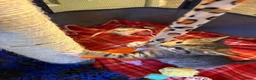 Mixed Breed cats for sale: Beautiful kittens  - Advert 8