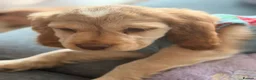 Cocker Spaniel dogs for sale: Cocker Spaniel  in Woking - Advert 9