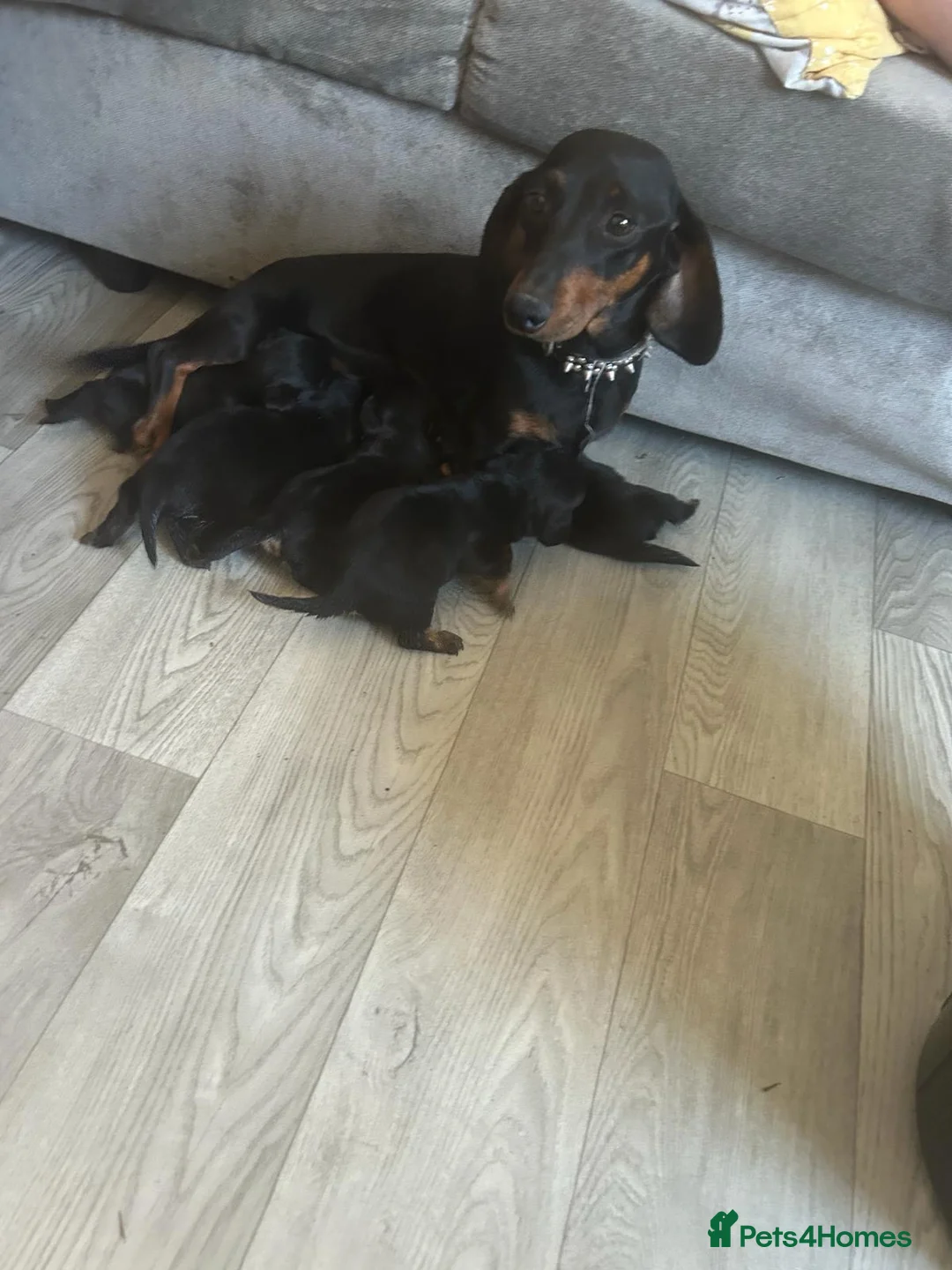 Mixed Breed dogs for sale: Dachshund v border terrier  in London - Advert 5