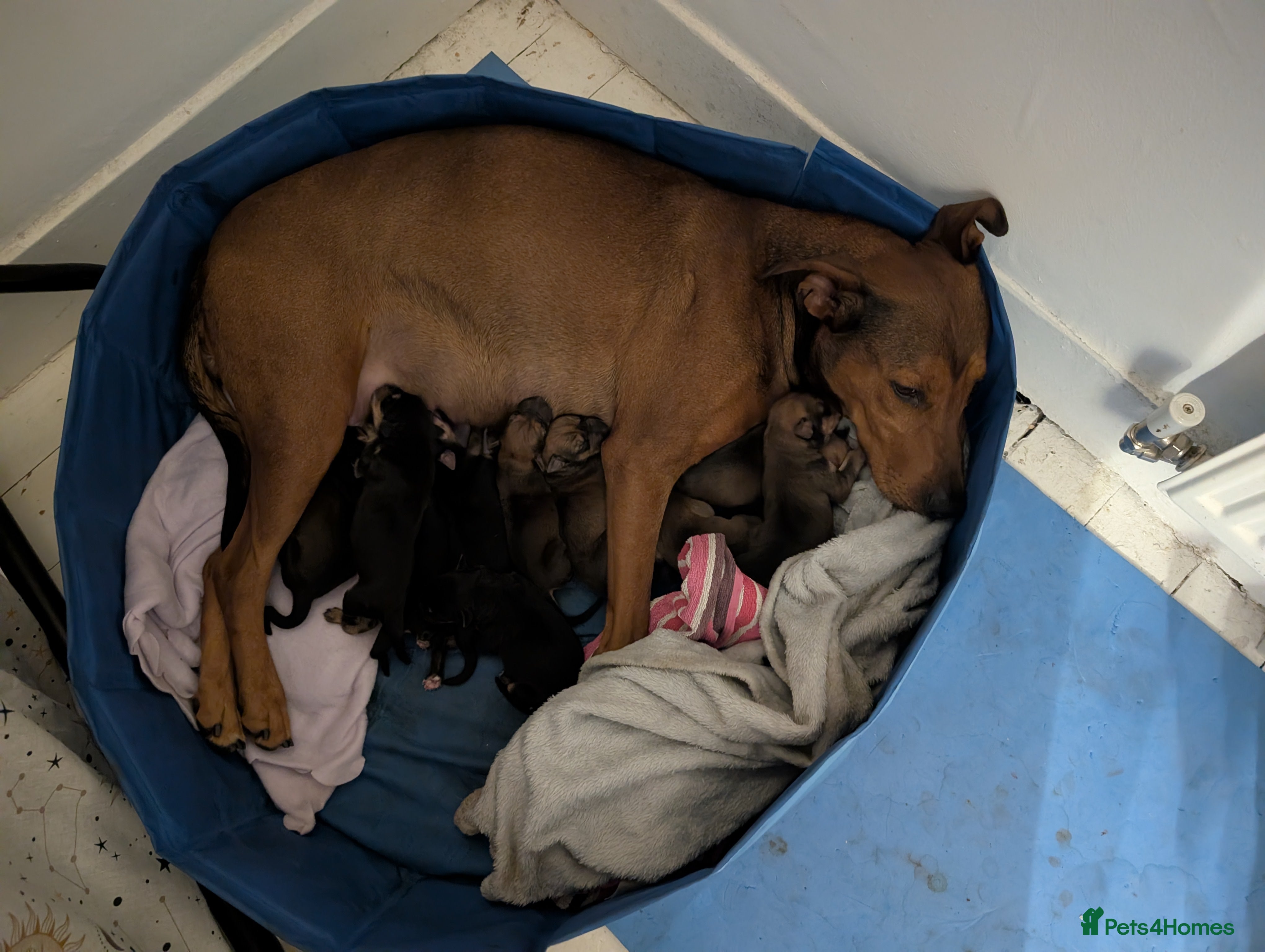 Mixed Breed dogs  10 shepherd/doberman Mixed breed pups for sale - Advert 4