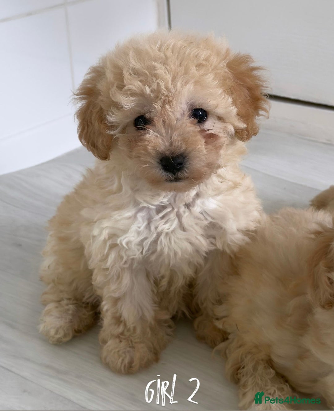 Maltipoo dogs for sale: Tiny Maltipoo Puppies  - Image 4