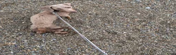 Dachshund dogs for sale: Gino our beloved Dachshund - Advert 4