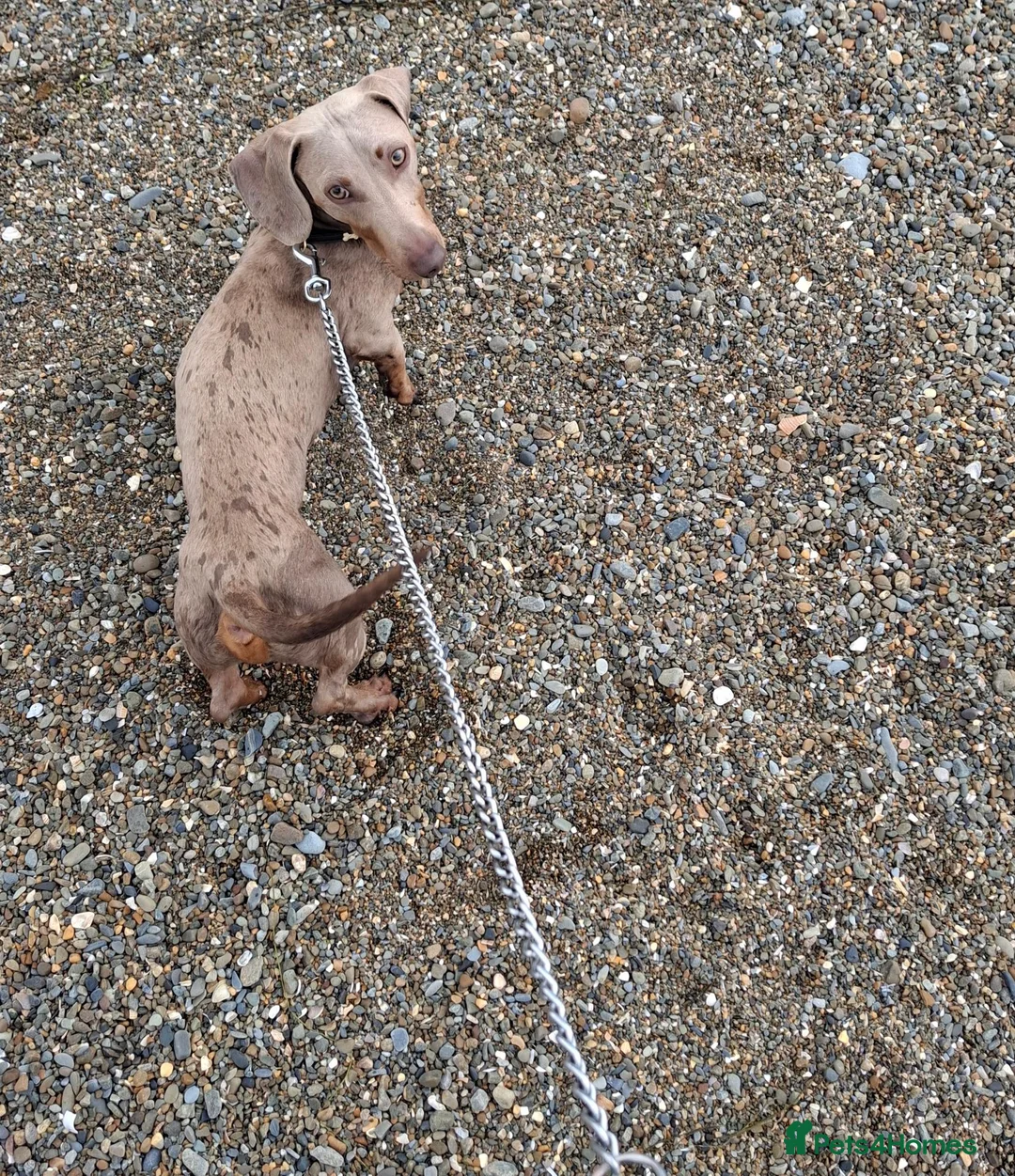 Dachshund dogs for sale: Gino our beloved Dachshund - Advert 4