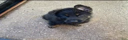 German Shepherd dogs for sale: Kc Gsd pups READY NOW 1 SABLE FEMALE AVAILABLE  - Advert 14